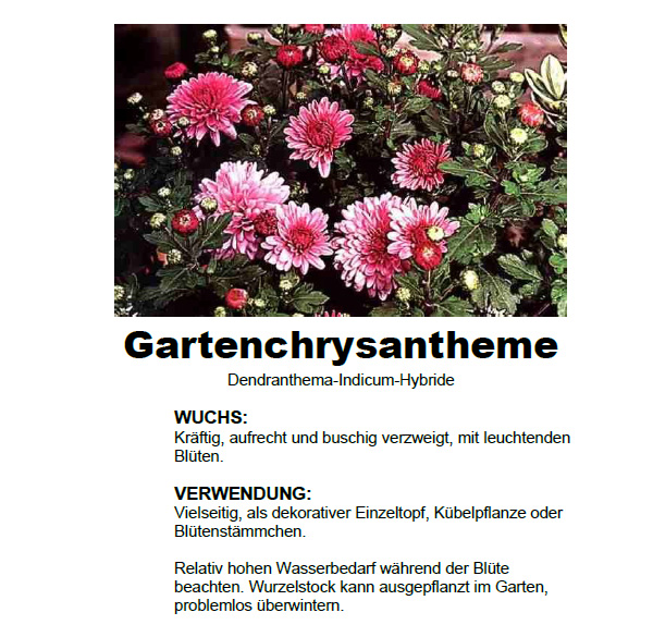 Gartenchrysantheme