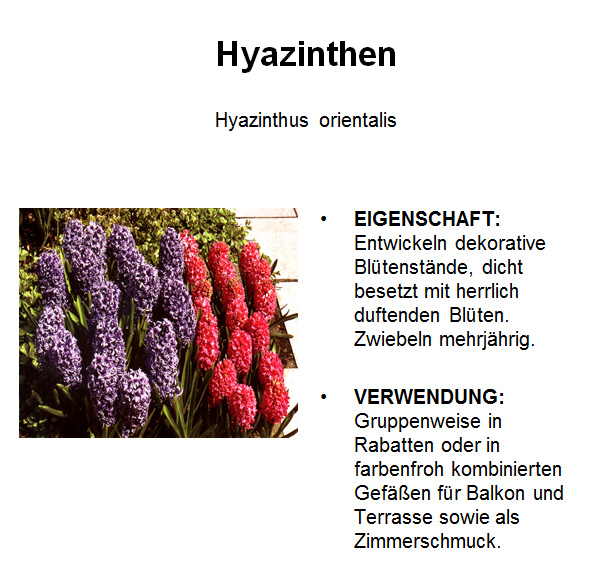 Hyazinthe